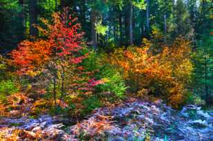 Colorful frosty autumn-5002 Colorful frosty autumn-5002